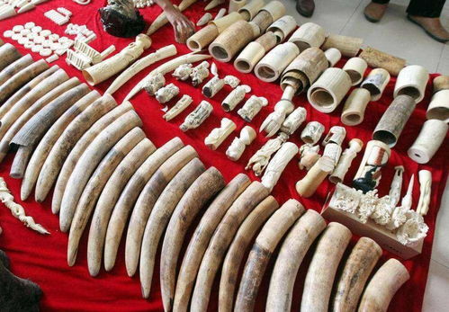 中國大媽在非洲走私狂賺4000萬,被判15年,耿爽回應 絕不袒護